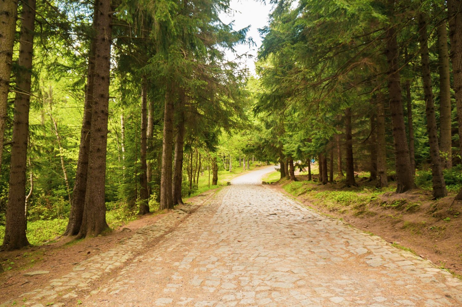 Domek w lesie jako baza narciarska: jak przygotować obiekt na zimowy sezon?